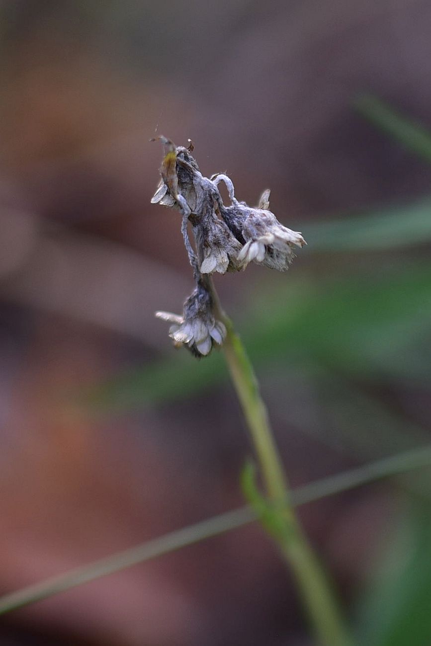 Image of Antennaria dioica specimen.