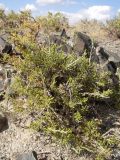 Salsola arbusculiformis. Растение в каменистой пустыне. Казахстан, Кызылординская обл., хр. Каратау, р. Коспа. 18 июля 2010 г.