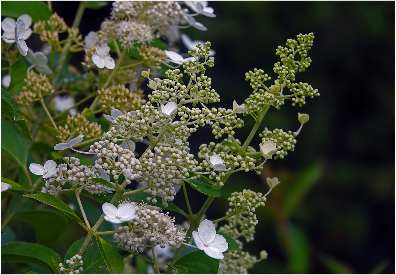 Изображение особи Hydrangea arborescens.