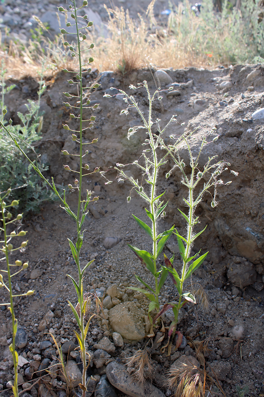 Изображение особи Pseudosaponaria pilosa.