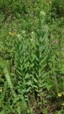 Hylotelephium pallescens. Вегетирующие растения. Хабаровский край, г. Комсомольск-на-Амуре, зарастающий пустырь. 09.07.2025.
