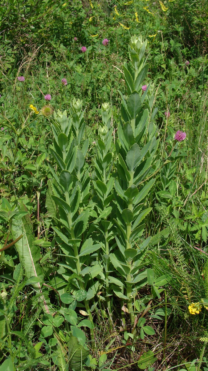 Image of Hylotelephium pallescens specimen.