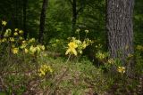 Rhododendron luteum