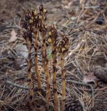 Hypopitys monotropa. Плодоносящие растения. Татарстан, Агрызский р-н, окр. с. Красный Бор, старые посадки соснового леса. 11.08.2025.