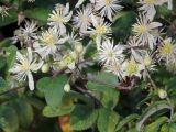 Clematis vitalba. Цветки и бутоны. Ульяновск, Заволжский р-н, уличные насаждения у забора частного дома. 03.10.2025.