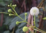 Leucaena leucocephala