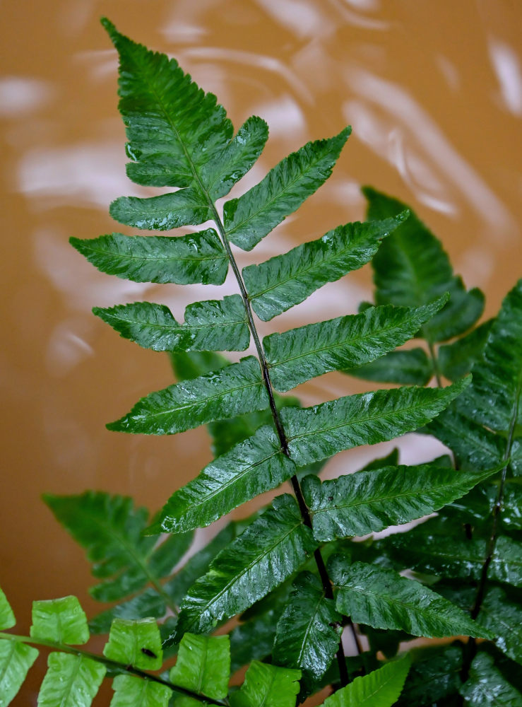 Изображение особи Athyrium accedens.