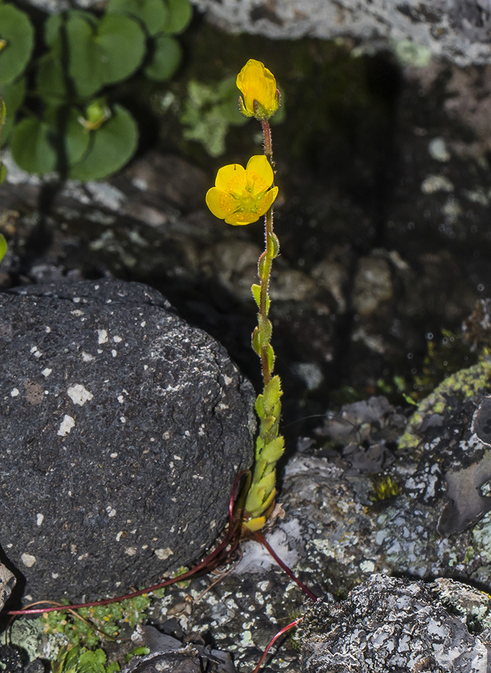 Image of Saxifraga flagellaris specimen.