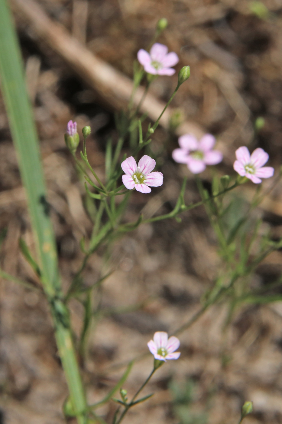 Изображение особи Psammophiliella muralis.