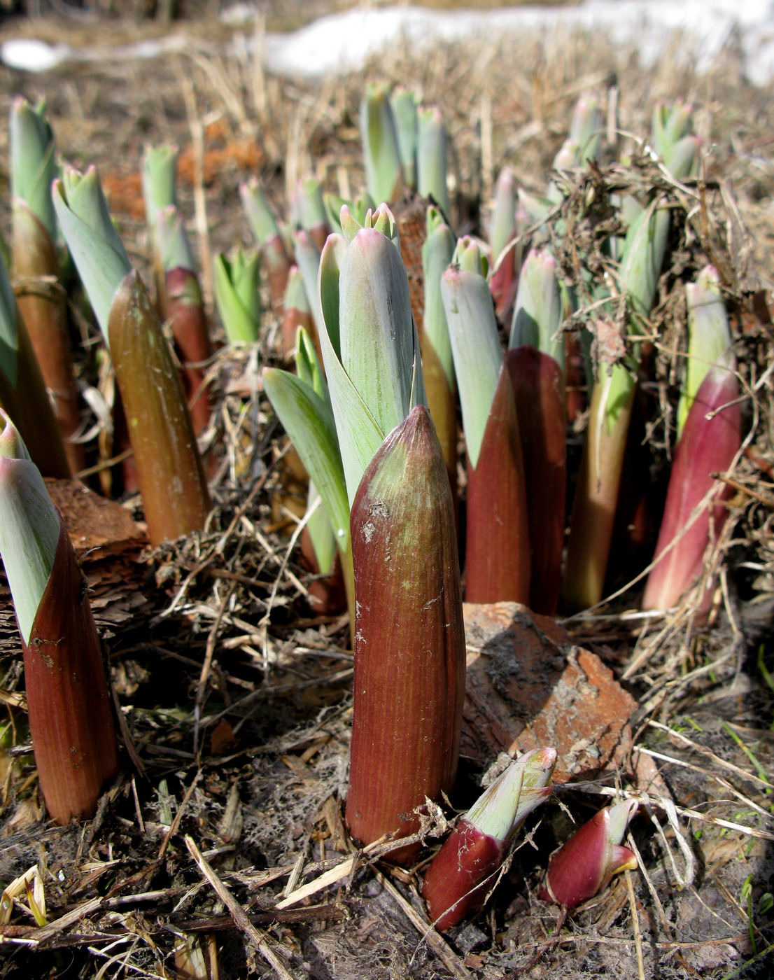 Изображение особи Allium stipitatum.