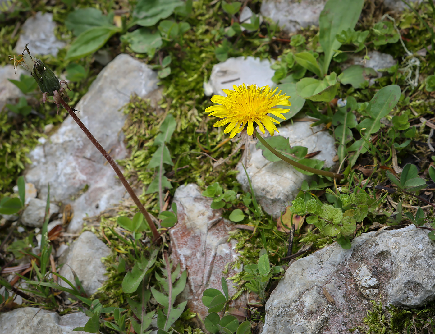 Image of genus Taraxacum specimen.