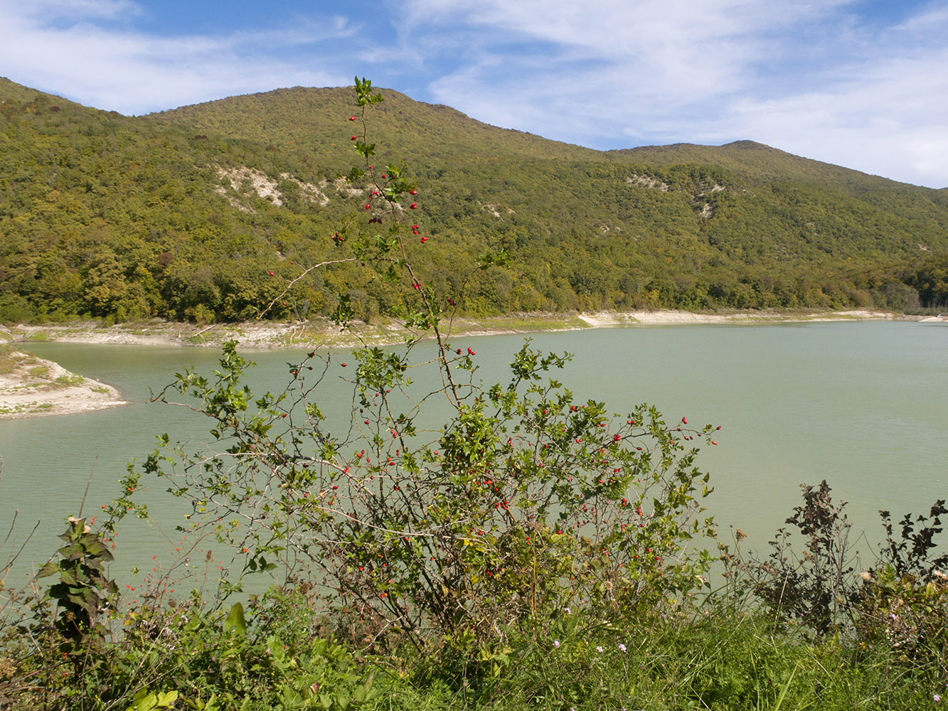 Image of Rosa canina specimen.
