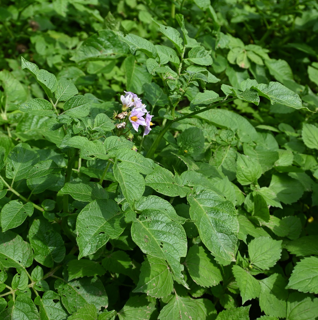 Image of Solanum tuberosum specimen.