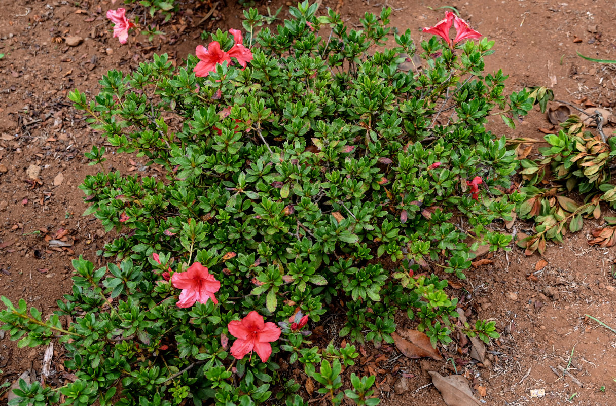 Изображение особи Rhododendron simsii.