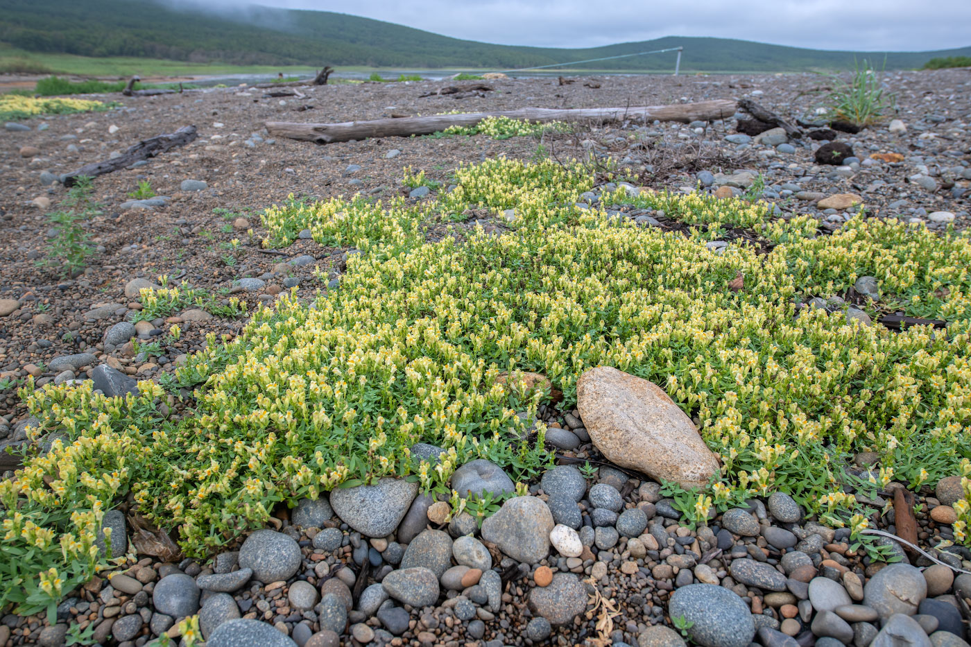 Image of Linaria japonica specimen.