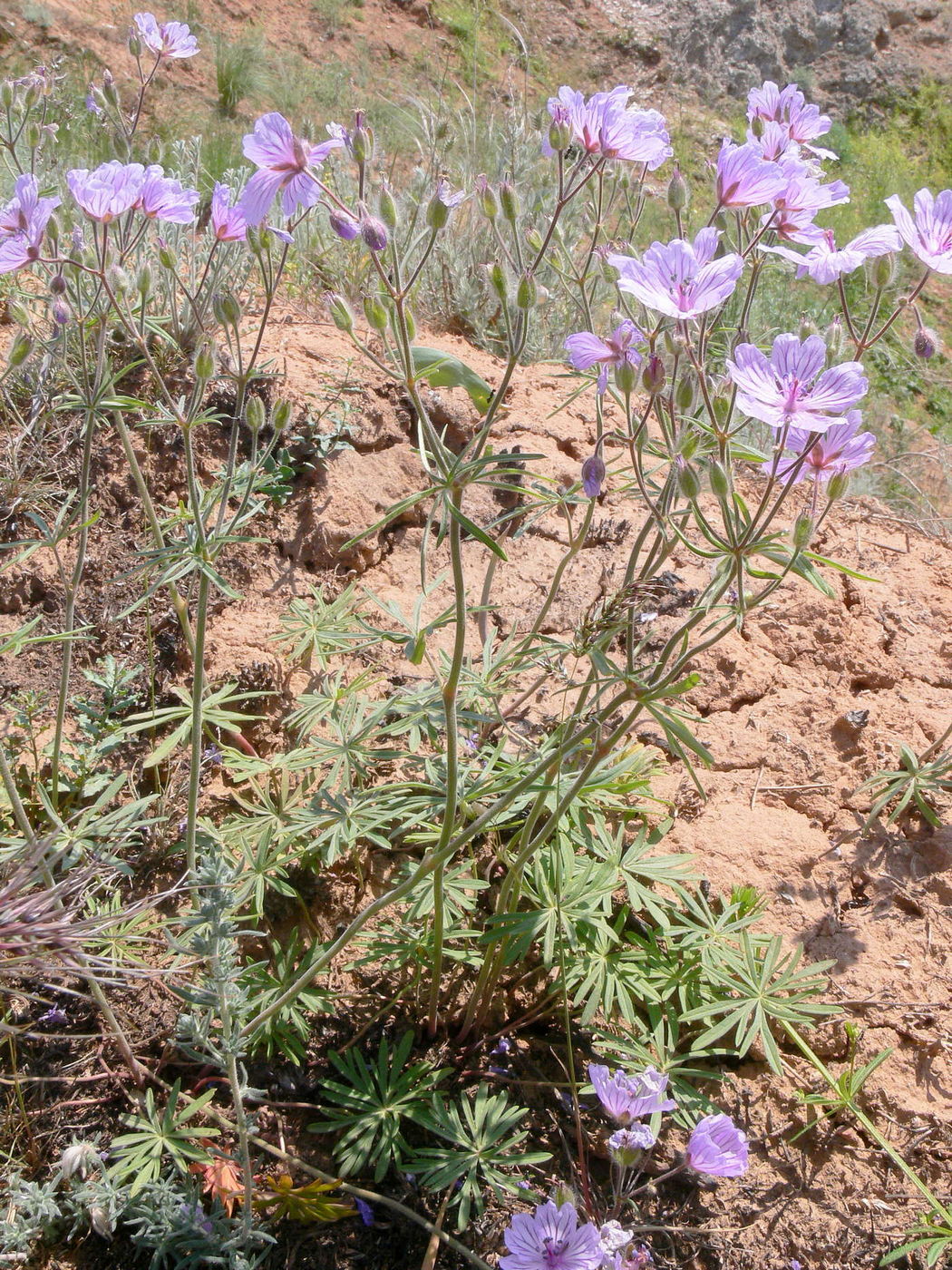 Image of Geranium linearilobum specimen.