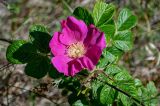 Rosa rugosa. Верхушка побега с цветком. Калининградская обл., Зеленоградский р-н, окр. пос. Куликово, окраина песчаного пляжа. 01.07.2025.