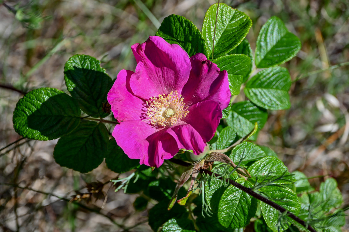 Изображение особи Rosa rugosa.