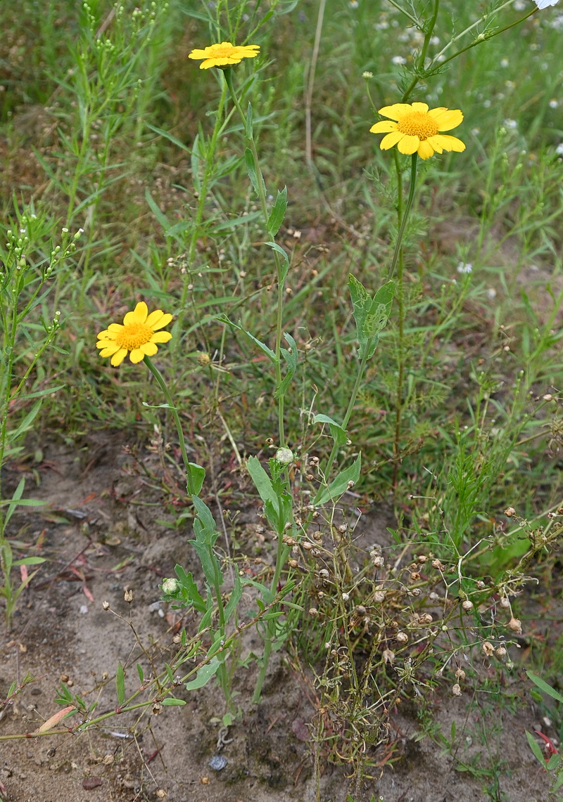Image of Glebionis segetum specimen.