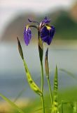 Iris setosa. Верхушка цветущего растения. Южные Курилы, о. Кунашир, бухта Рудная. 30.06.2006.