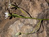 Ornithogalum woronowii. Сорванное растение. Крым, окр. г. Судак, северный склон горы Перчем, обочина грунтовой дороги. 23.04.2025.