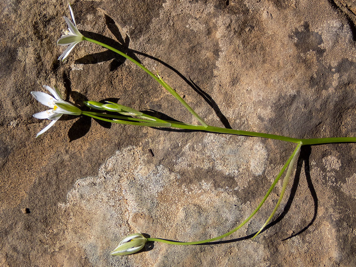 Image of Ornithogalum woronowii specimen.