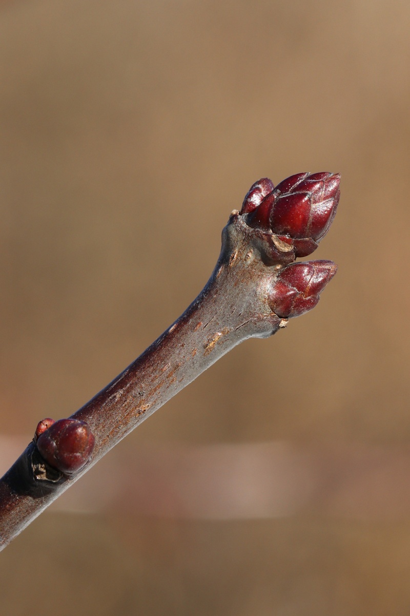 Image of Crataegus persimilis specimen.