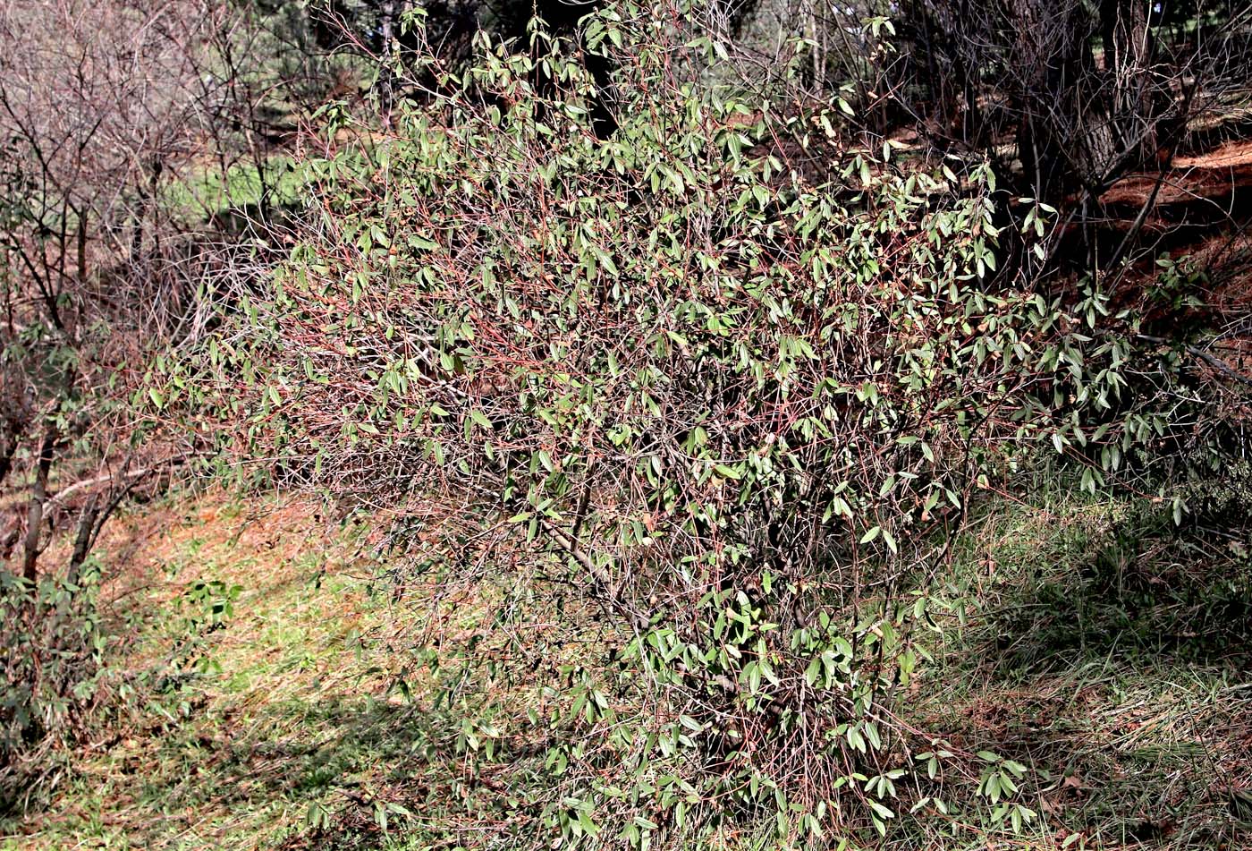 Image of Ceanothus thyrsiflorus specimen.