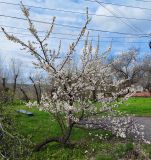 Armeniaca vulgaris. Цветущее растение. Волгоград, ул. Городовикова. 12.04.2026.