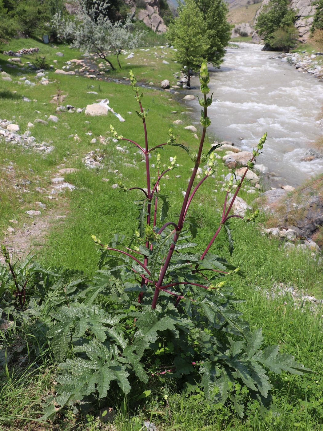 Image of Phlomoides hissarica specimen.