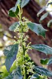genus Ilex. Верхушка цветущего побега. Краснодарский край, г. Сочи, мкр-н Центральный. 01.05.2026.