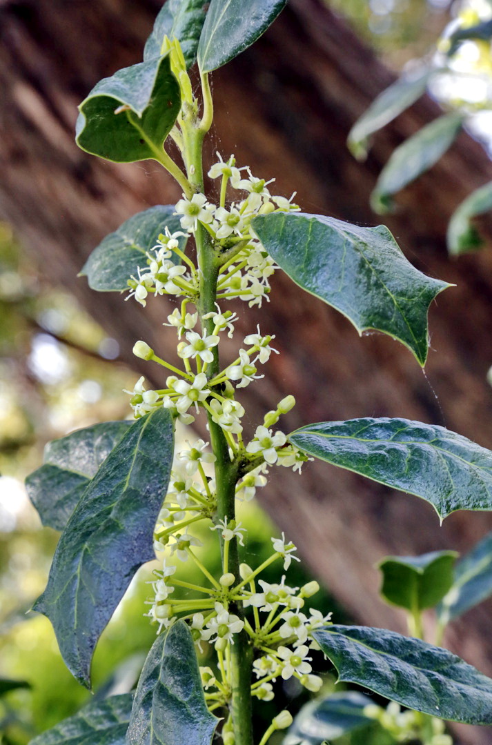 Image of genus Ilex specimen.