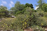 Fumanopsis laevis. Цветущие растения. Южный берег Крыма, окр. пос. Симеиз, шибляк. 23.05.2026.