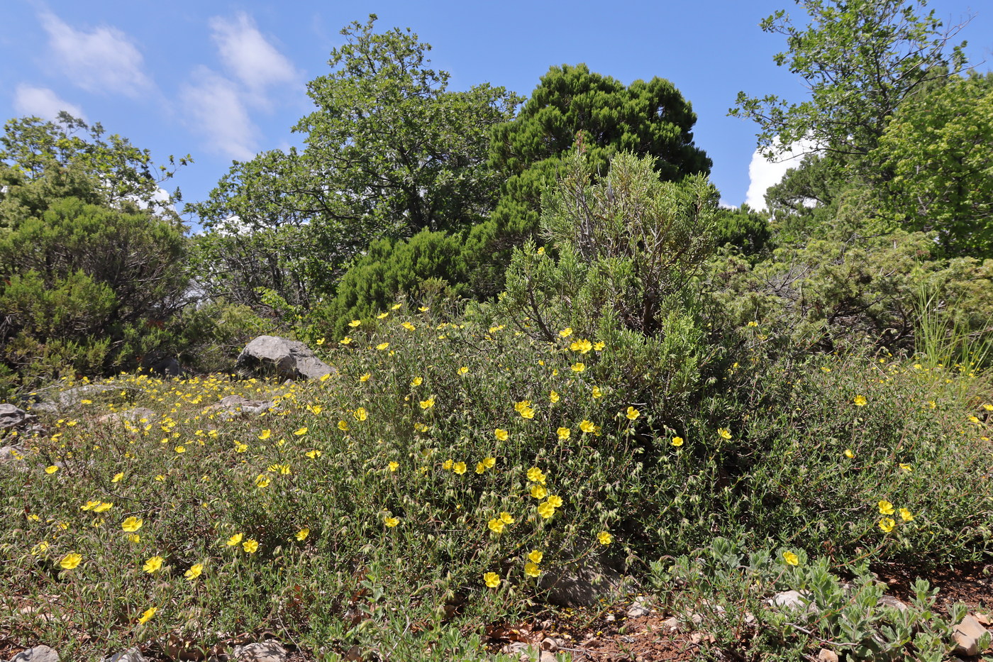 Image of Fumanopsis laevis specimen.