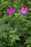 Geranium palustre