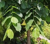 Ulmus glabra. Побеги и часть ствола ('Camperdownii'). Волгоград, Волгоградский региональный ботанический сад. 23.05.2026.