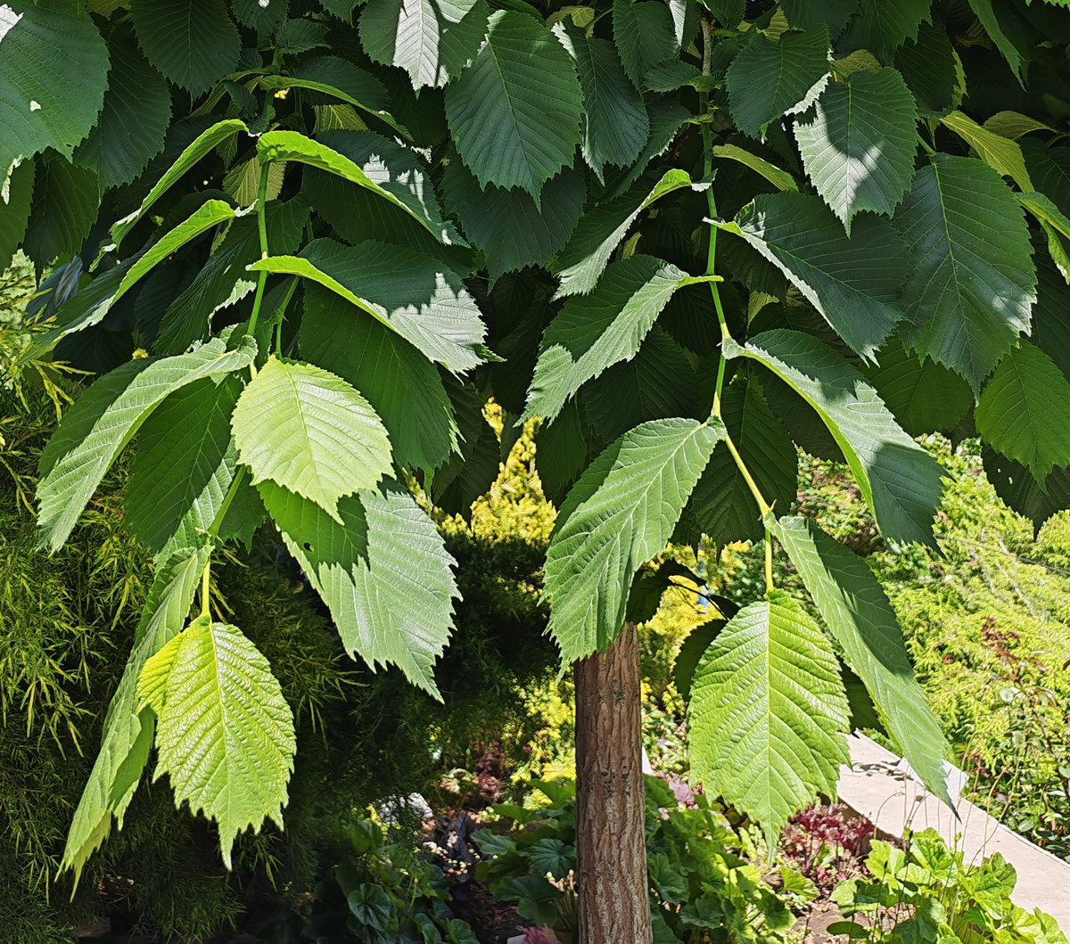 Image of Ulmus glabra specimen.