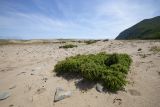 Juniperus rigida subspecies litoralis. Вегетирующее растение. Приморский край, Лазовский р-н, Лазовский запов., берег бухты Просёлочная, песчаная морская терраса. 13.06.2026.