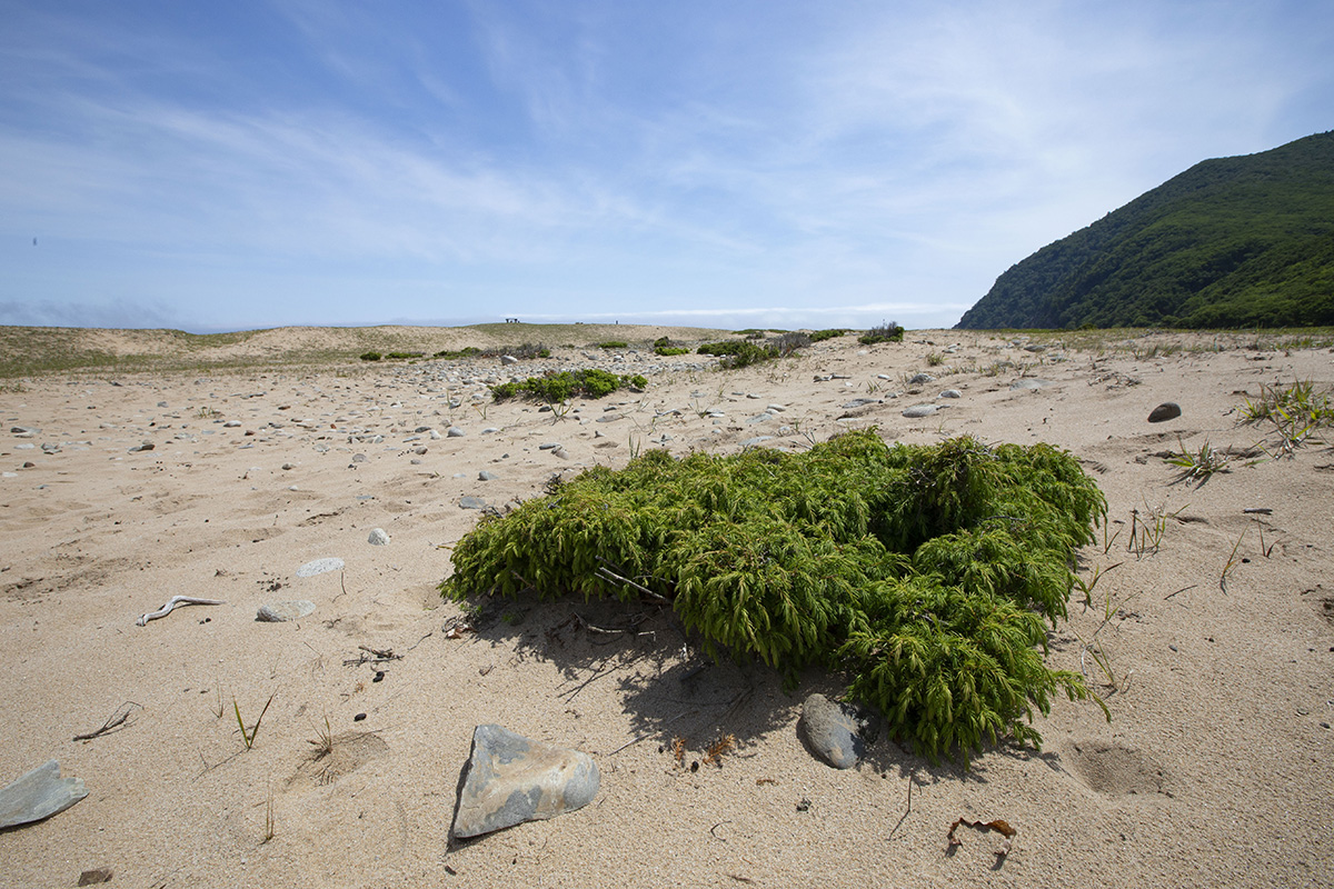 Image of Juniperus rigida ssp. litoralis specimen.