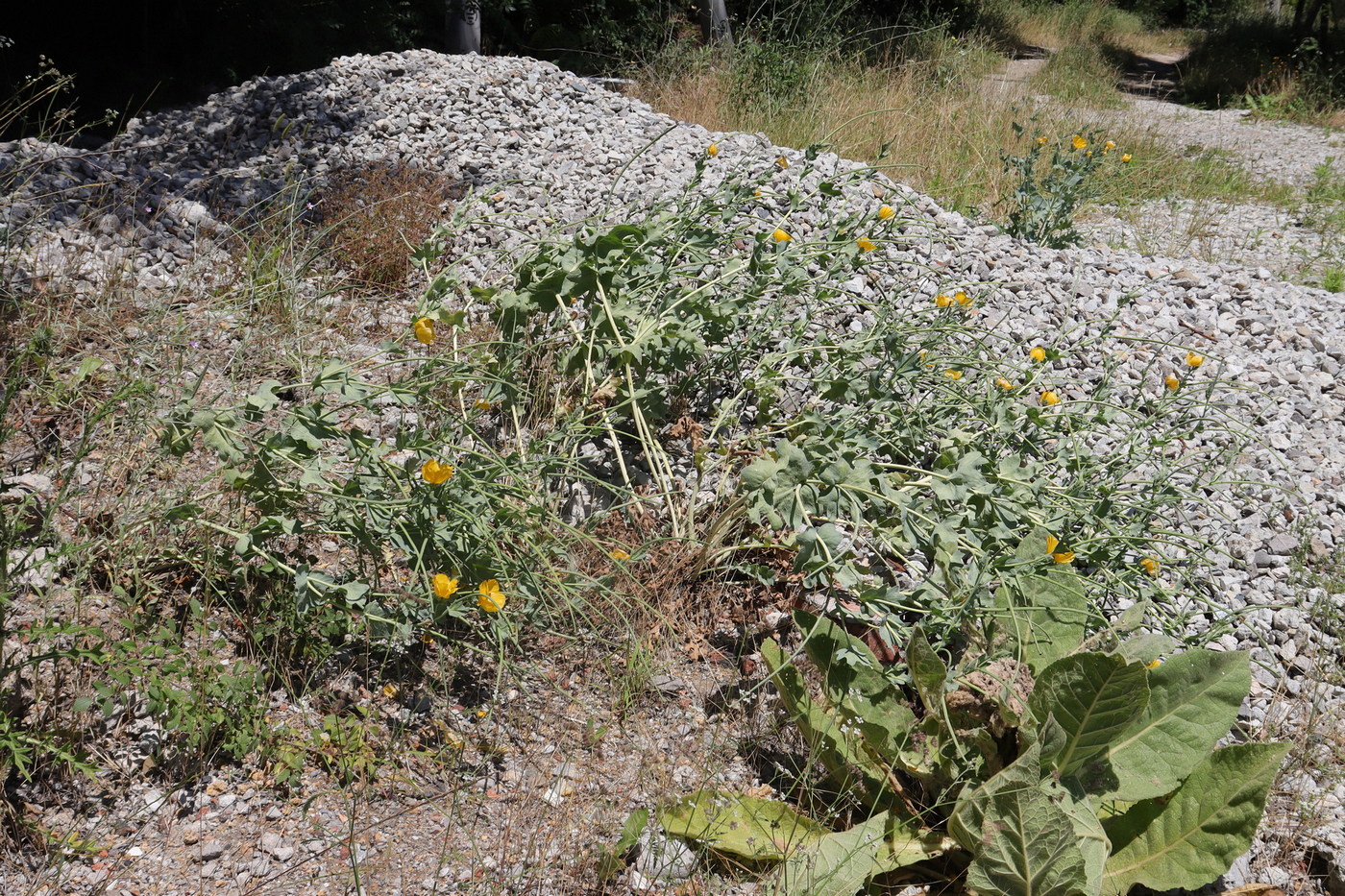 Image of Glaucium flavum specimen.