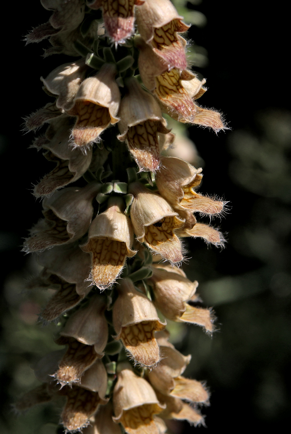 Image of Digitalis ferruginea specimen.
