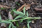 genus Trifolium. Часть побега (вид на абаксиальную поверхность листьев). Грузия, край Самцхе-Джавахети, Ахалцихский муниципалитет, левый борт р. Цинубанисцкали, 1,8 км выше по течению от горячего источника Цинубани, гребень небольшого отрога, выс. 1150 м н.у.м., под дубами. 9 июня 2026 г.
