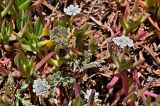 genus Daucus. Цветущее растение в сообществе с Carpobrotus edulis. Португалия, округ Бежа, мыс Сардао, каменистый склон. 06.06.2026.
