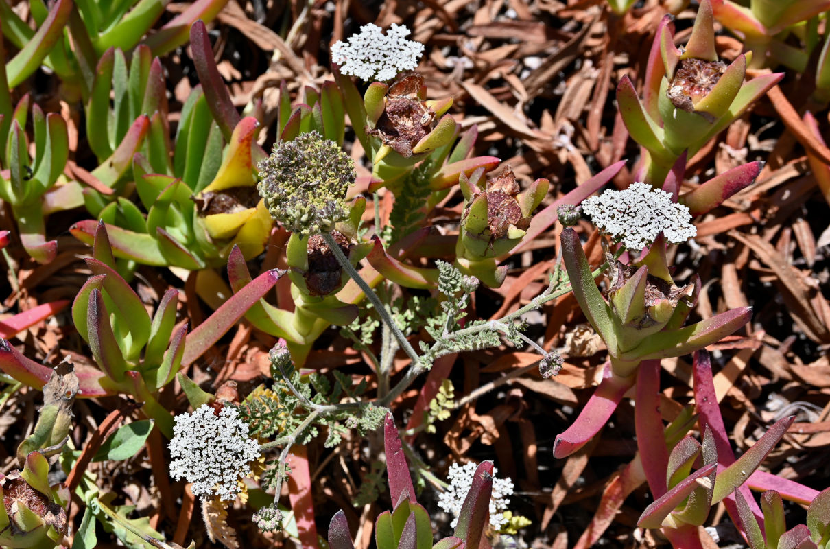 Image of genus Daucus specimen.