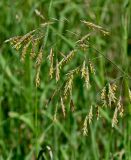 Bromopsis inermis. Соцветия. Московская обл., окр. г. Железнодорожный, дол. р. Чёрная, залежь. 16.06.2025.