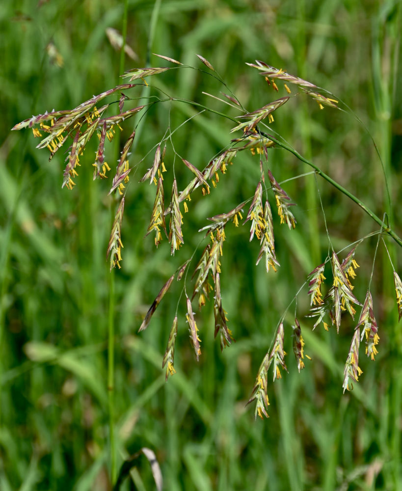 Image of Bromopsis inermis specimen.