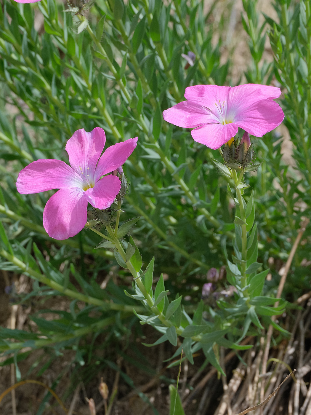 Изображение особи Linum olgae.