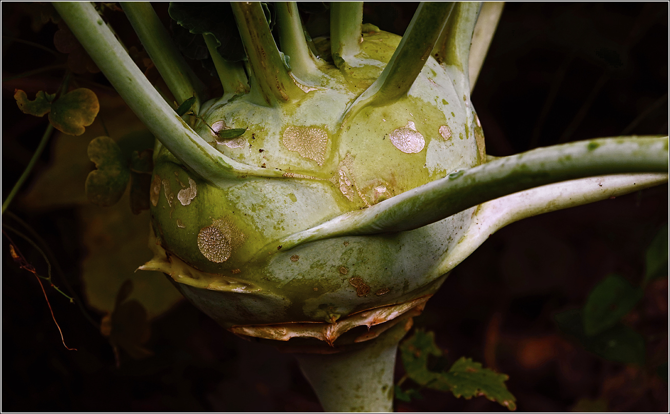 Image of Brassica oleracea var. gongylodes specimen.