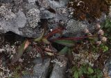 Saussurea alpina. Отцветшее растение. Полярный Урал, верховья р. Большой Ханмей, верхняя часть склона горы, в щели между камнями. 14.08.2026.