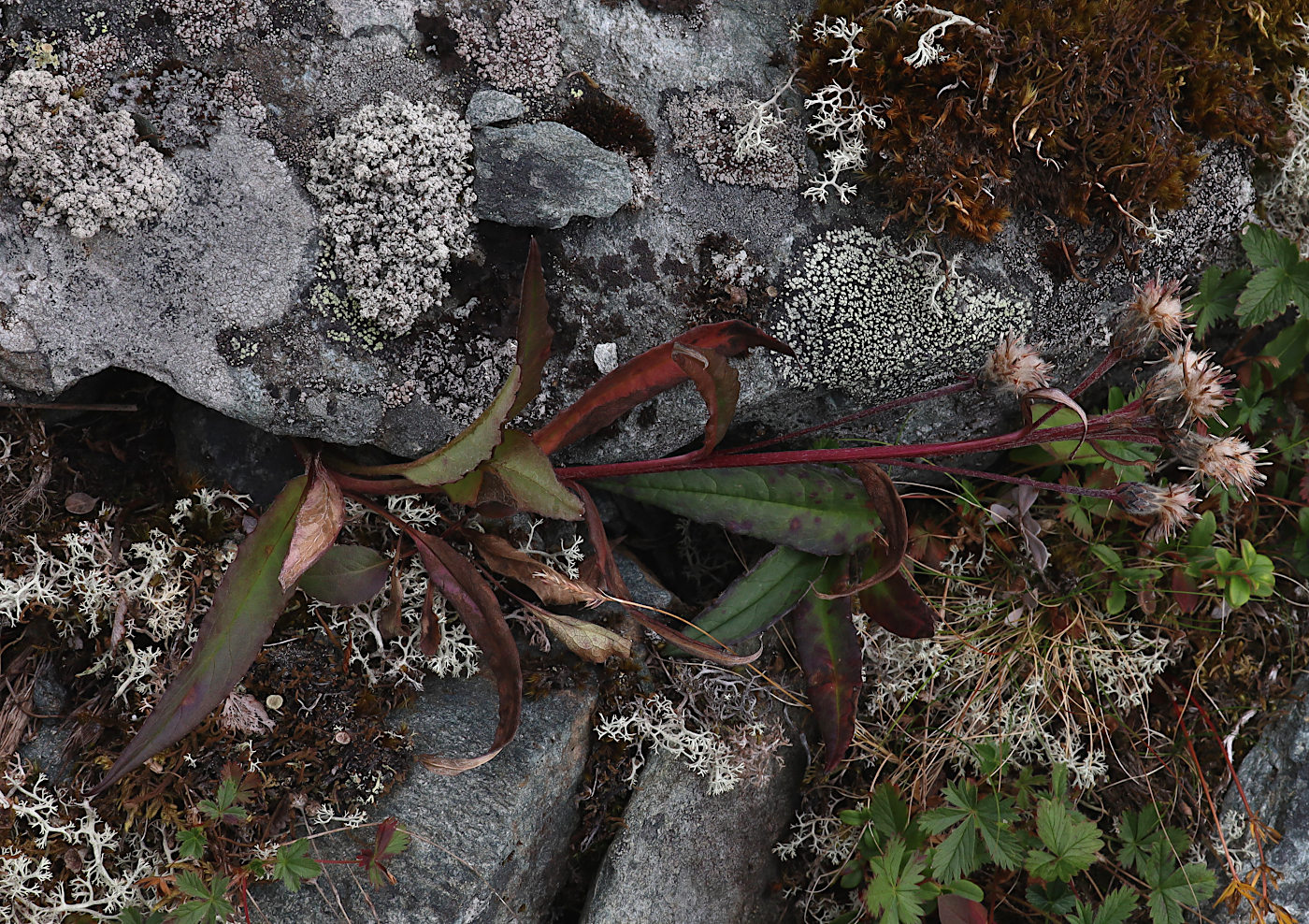 Image of Saussurea alpina specimen.